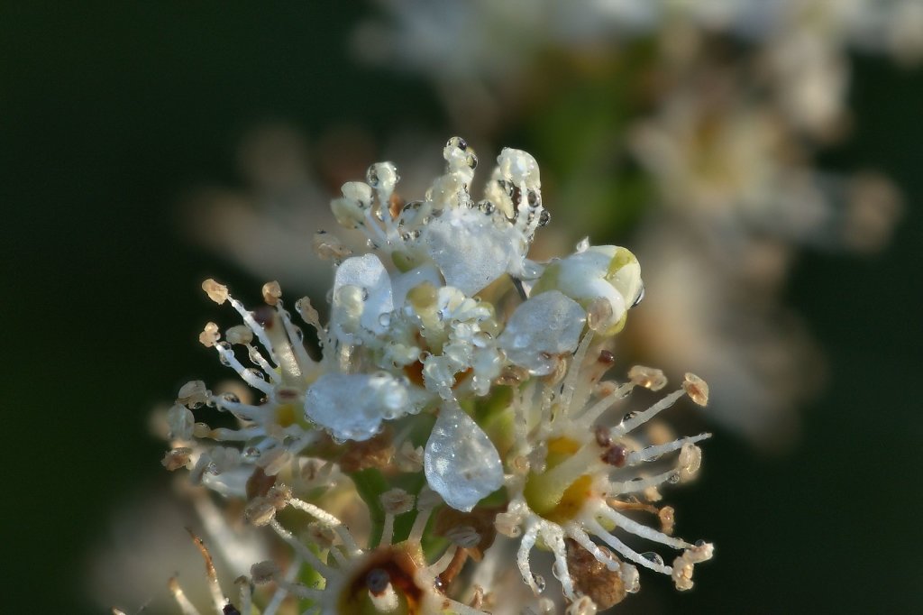 Kirschlorbeerblüte