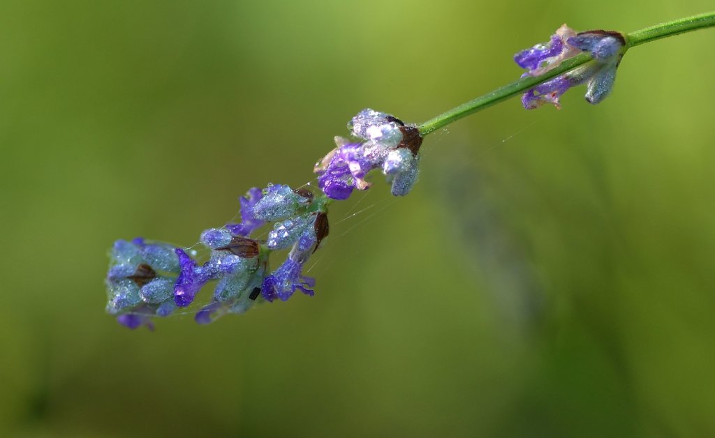 Lavendelblüte mit Tautröpfchen
