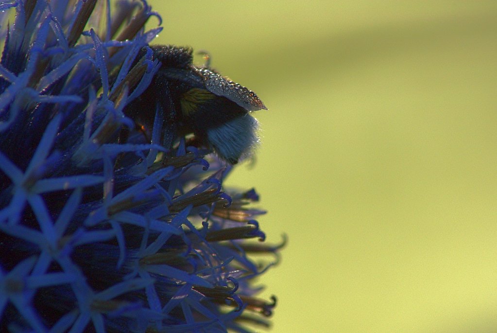 Sleeping Bumblebee ...