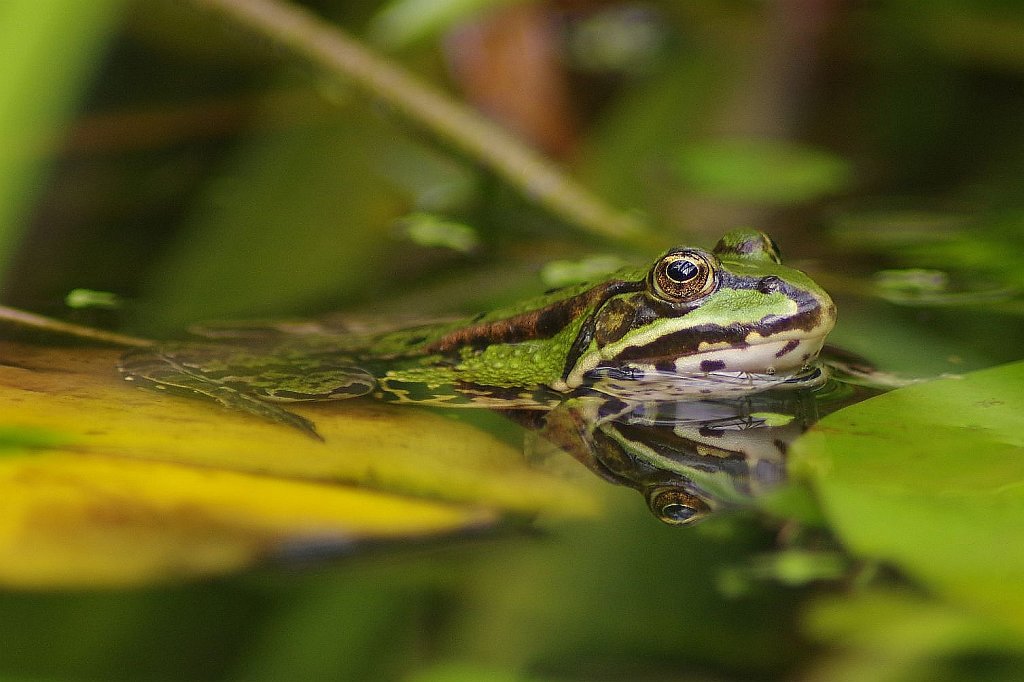 Der Wasserfrosch