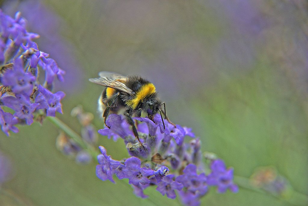 Hummel auf Lavendel