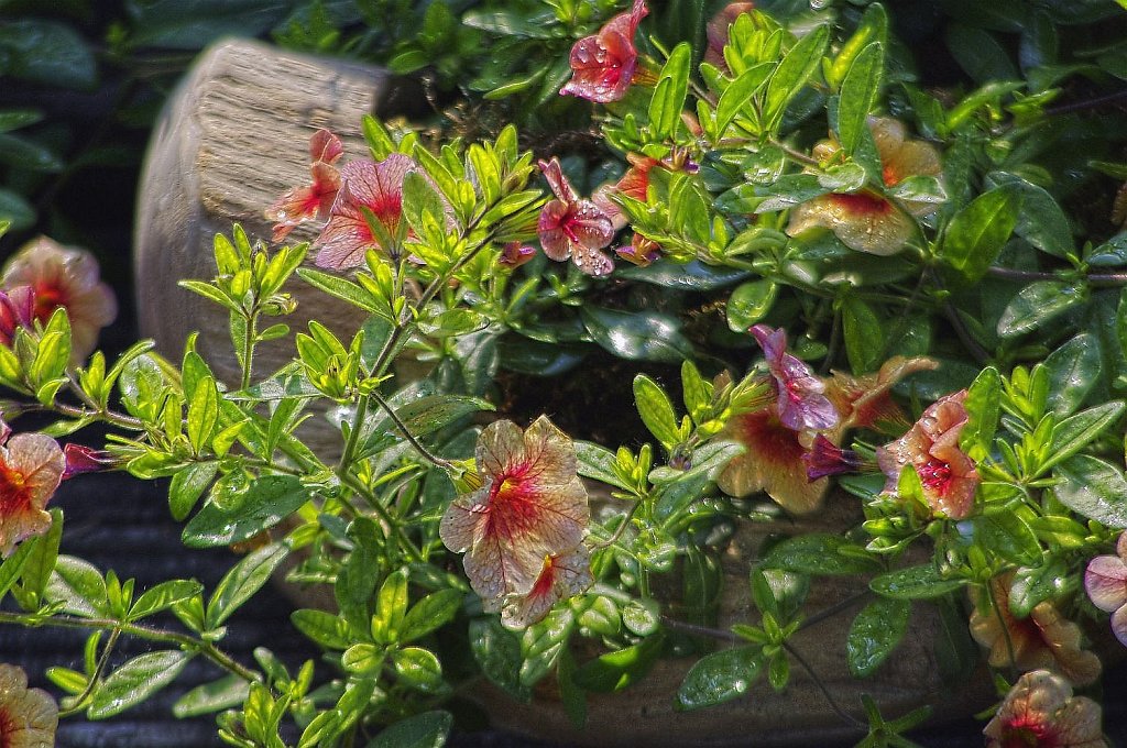 Die Blumenschale