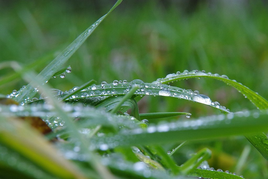 Gras nach Bodenfrost