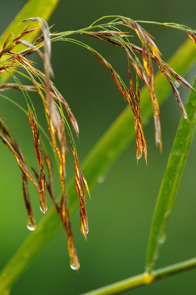 Nasse Schilfblüte