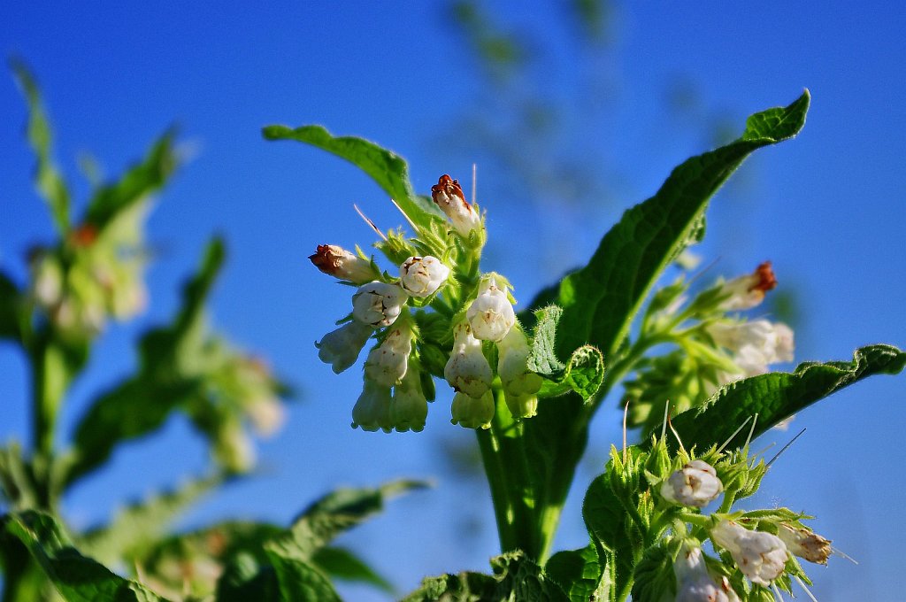 Falscher Jasmin - die Blüten