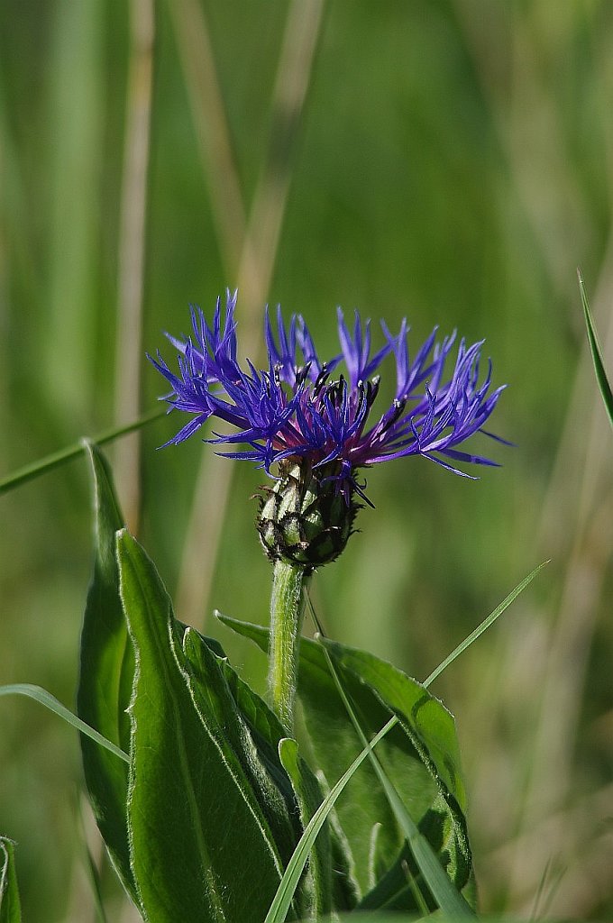 Flockenblume