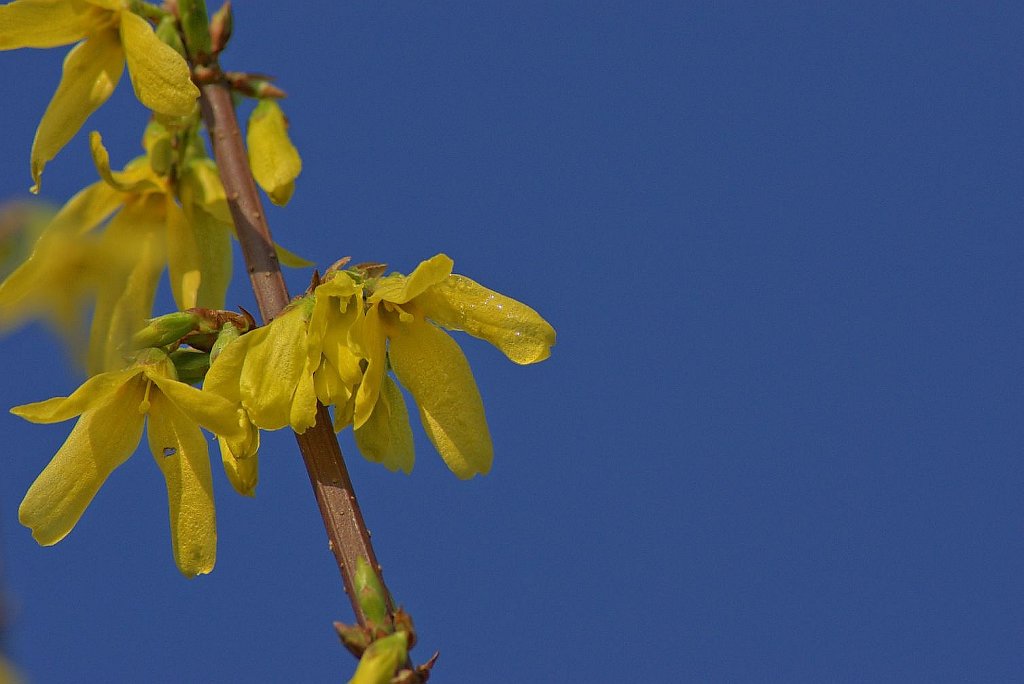Forsythie