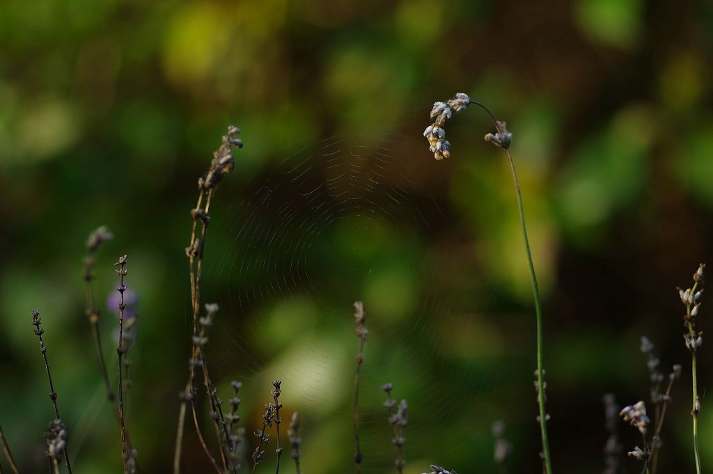 Das Netz im Lavendel