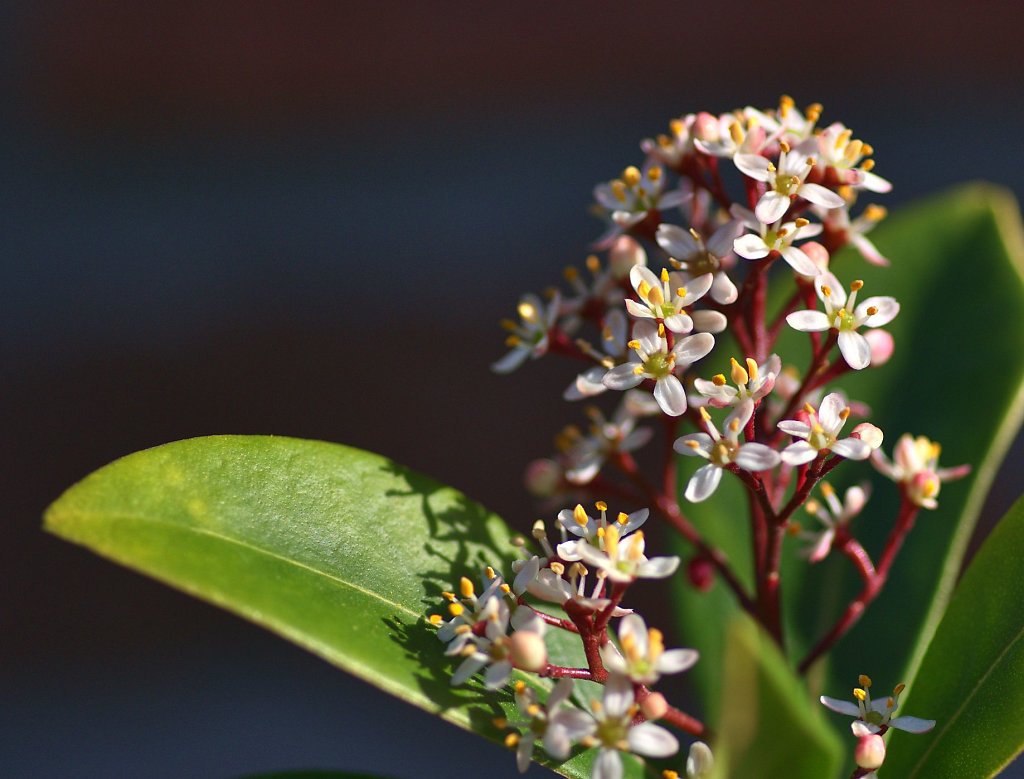 Kirschlorbeer-Blüten