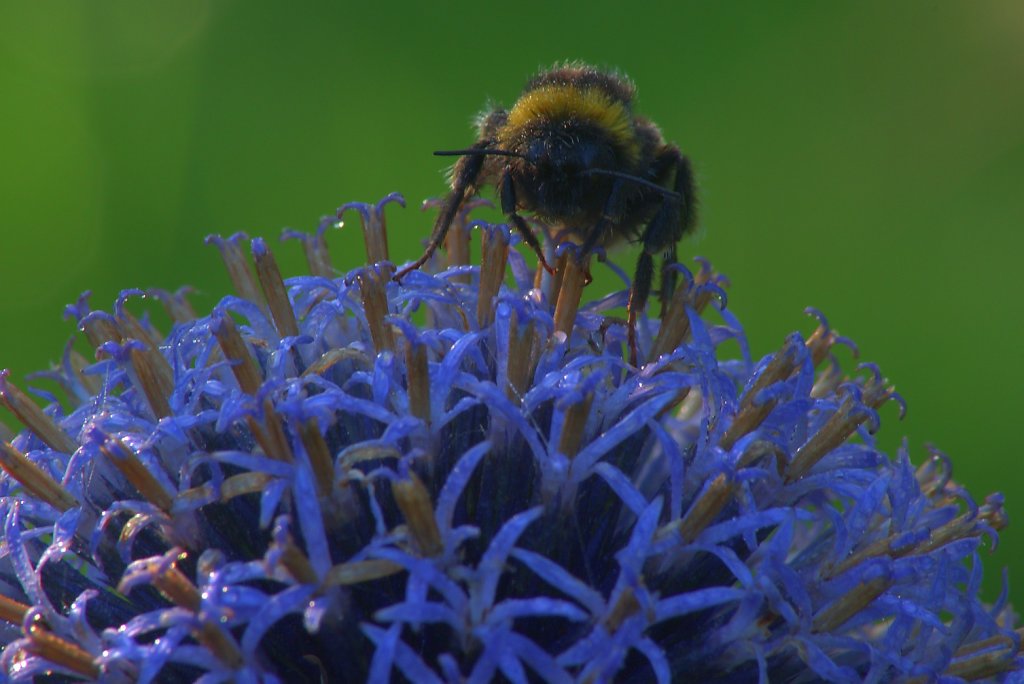 Hummel auf Distelblüte