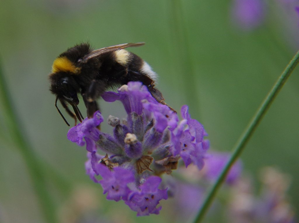 Hummel auf Lavendel 2