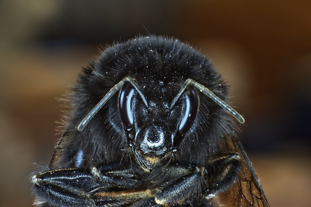 Die Hummel