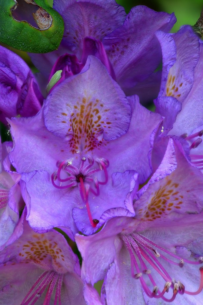 Rhododendron