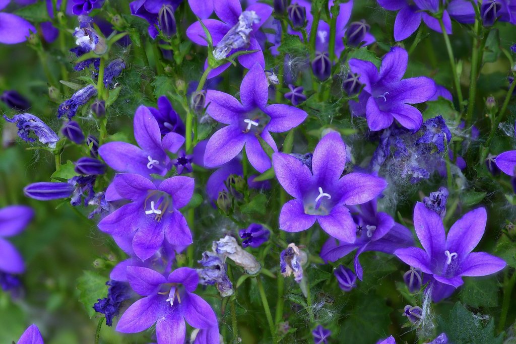Focus-Stacking in Blau ...