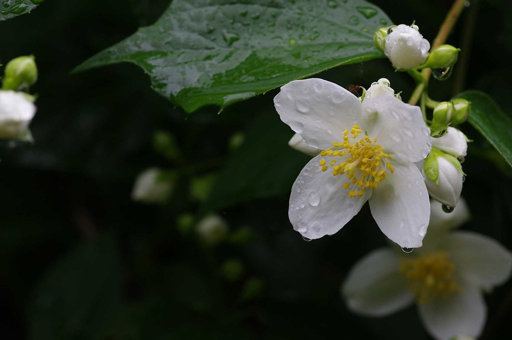 Falscher Jasmin