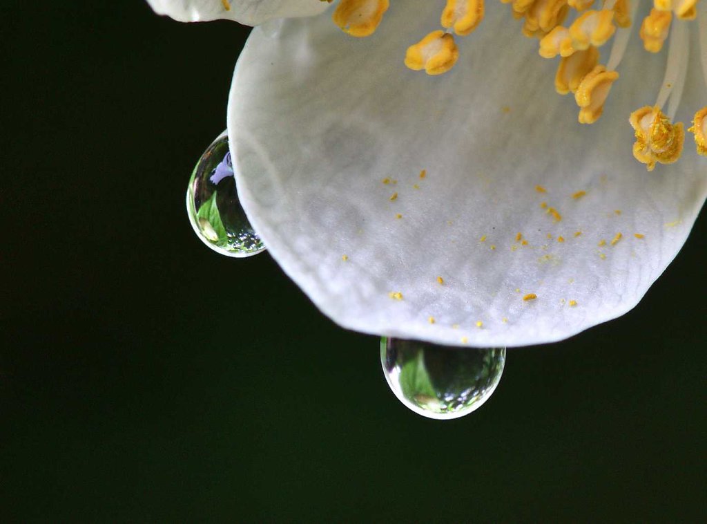 Falscher Jasmin