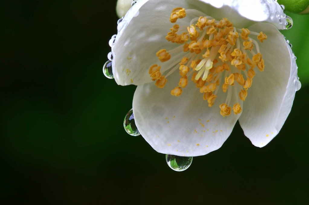 Falscher Jasmin
