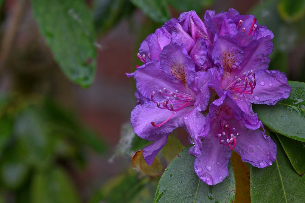 Rhododendron