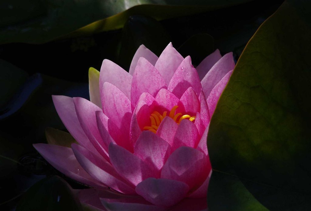 Seerose