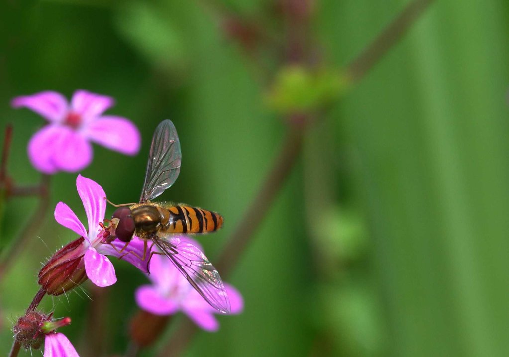 Schwebfliege