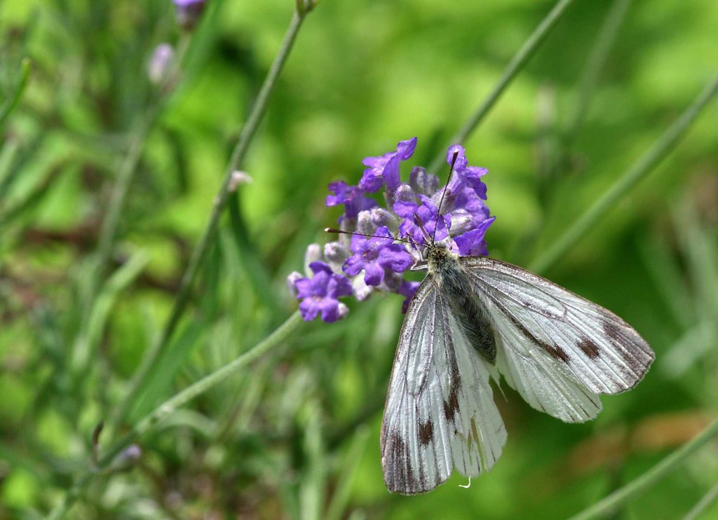 Grünader-Weißling - Pieris napae