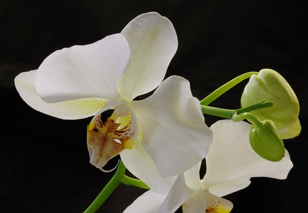 Orchidee ...